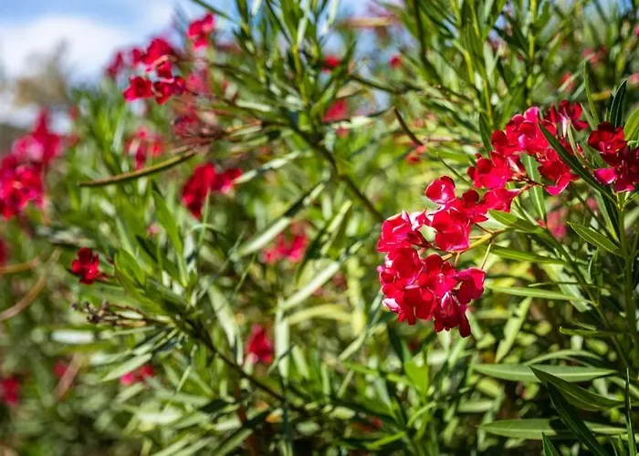 Casa Rosa - Heated Pool & Sea Views 楼尔