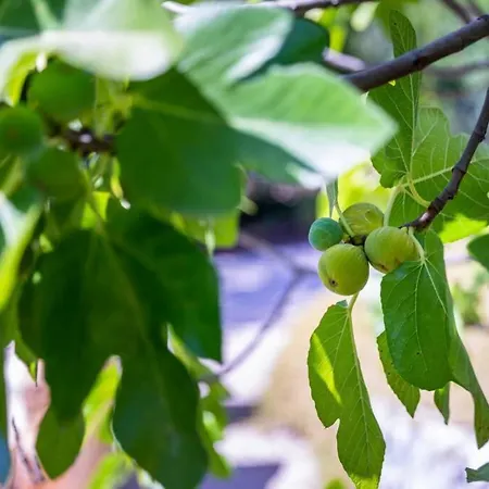 Casa Rosa - Heated Pool & Sea Views ヴィラ ローレ